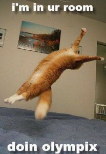 gymnastics cat